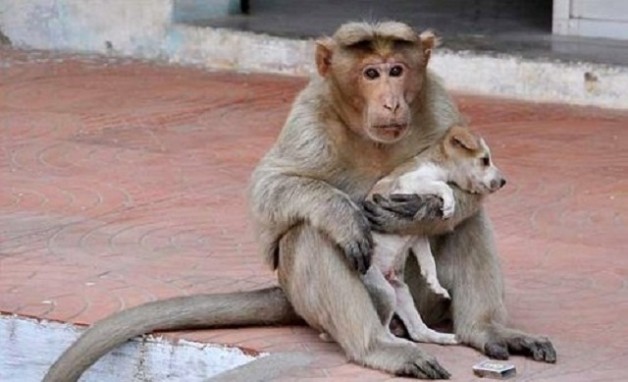 Cảm động câu chuyện khỉ làm mẹ và… chó là con