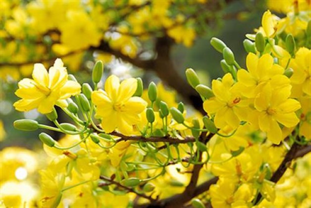 Mùa Xuân về, Mùa Chay đến