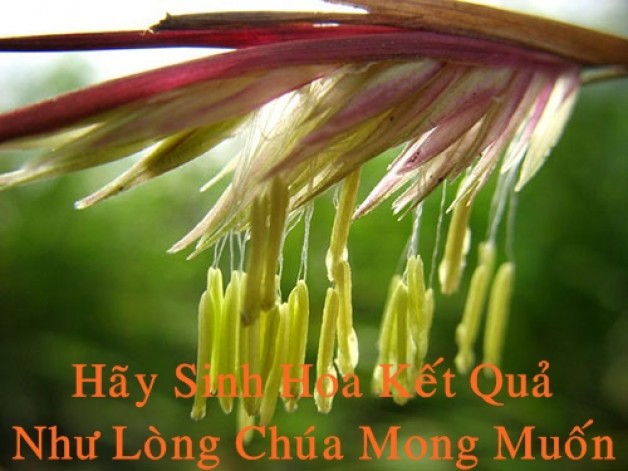 HÃY SINH HOA KẾT QUẢ NHƯ LÒNG CHÚA MONG MUỐN