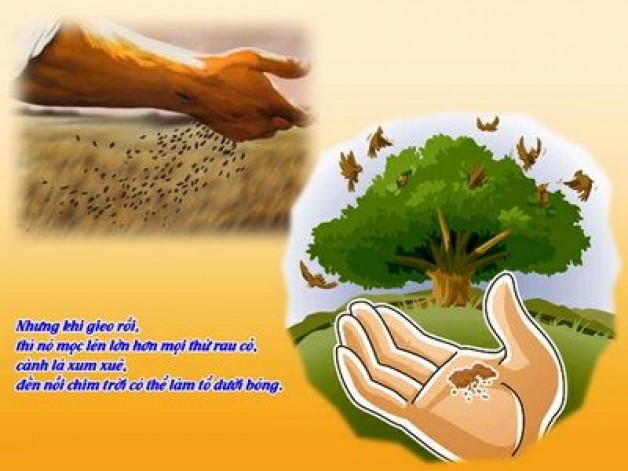 SỨC MẠNH CỦA HẠT GIỐNG ÂM THẦM