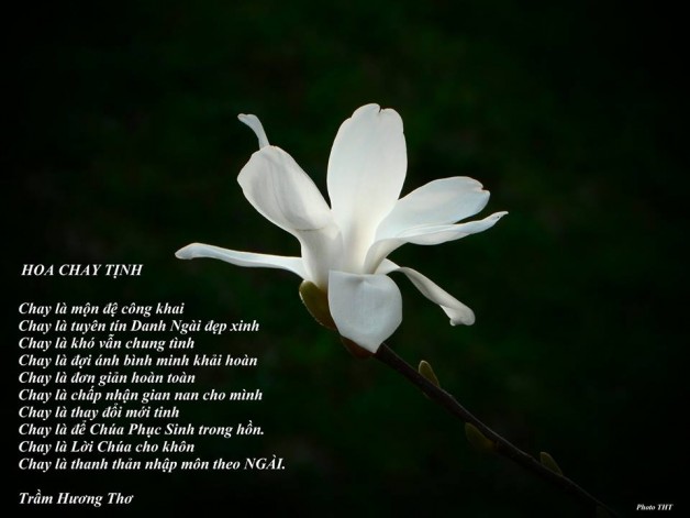 HOA CHAY TỊNH