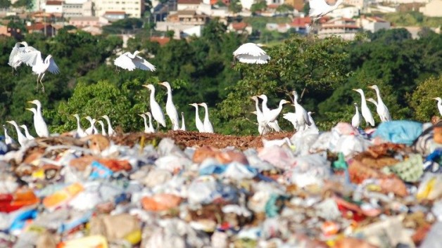 “Cây sự sống” của Vik Muniz