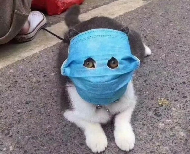 CHUYỆN CÁI KHẨU TRANG …