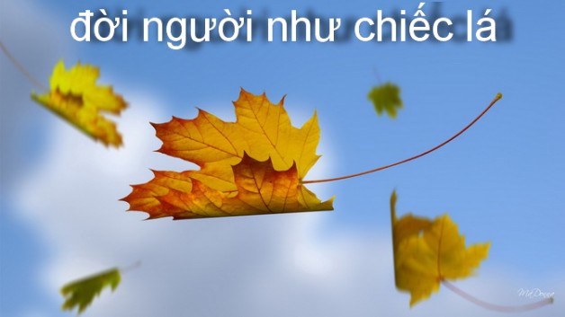 ĐỜI NGƯỜI CHIẾC LÁ