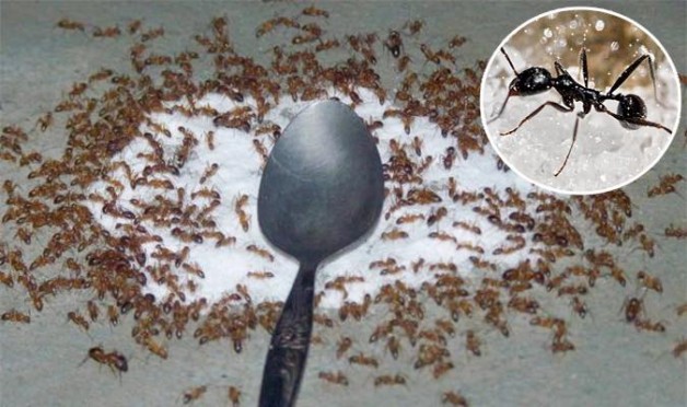 Mẹo đuổi gián, muỗi, kiến ra khỏi nhà mà không cần hóa chất, vô cùng hiệu quả nhưng rất ít người biết.