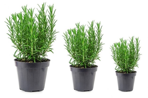 TÁC DỤNG CỦA CÂY HƯƠNG THẢO ( ROSEMARY )