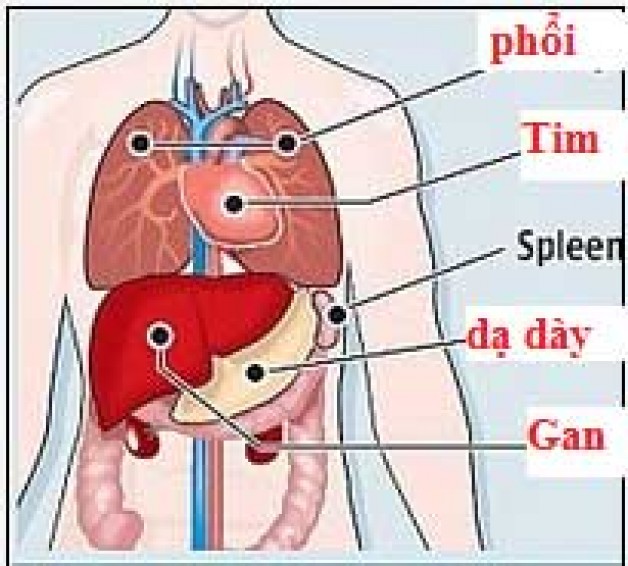 Má»i Ä‘á»c để biết Äông y quan niệm ra sao vá» bảo vệ sức khá»e.