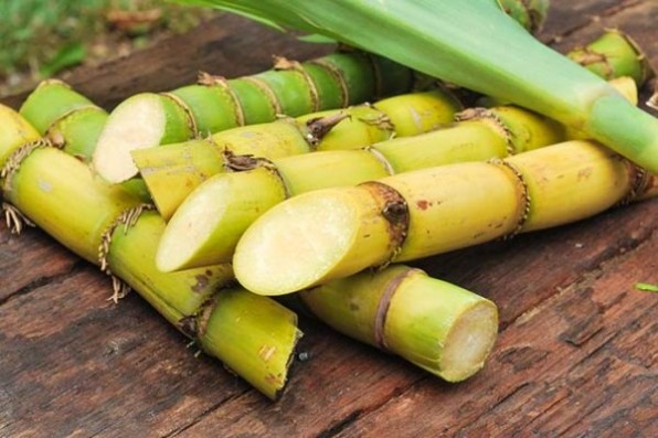 Ngăn chặn sự phát triển tế bào ung thư nhờ thức uống cực rẻ này