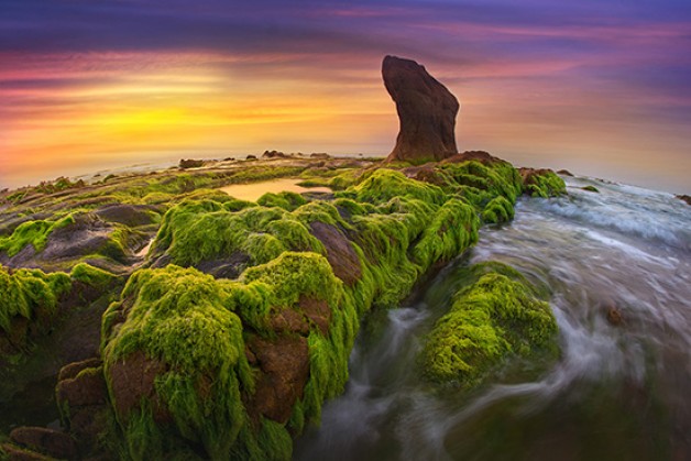 RONG RÊU VÀ PHẬN ĐỜI