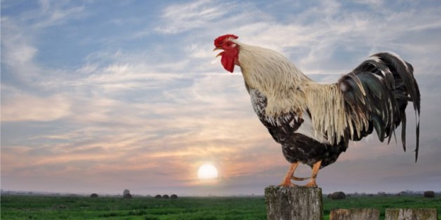 Truyền thông Mùa Vọng: Thánh lễ “lúc gà gáy!”
