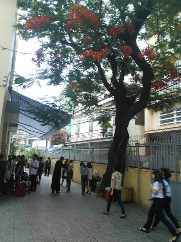 Tiếc thương cây Phượng Nhà Thờ .