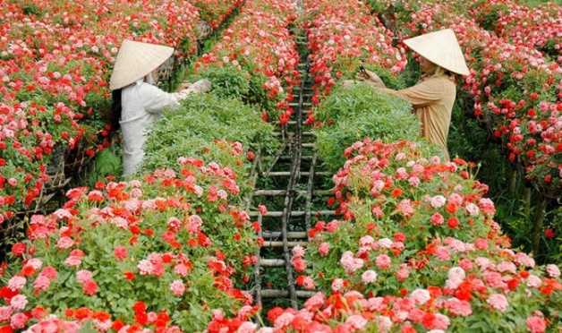 Ghé thăm các làng hoa nổi tiếng ngày giáp Tết