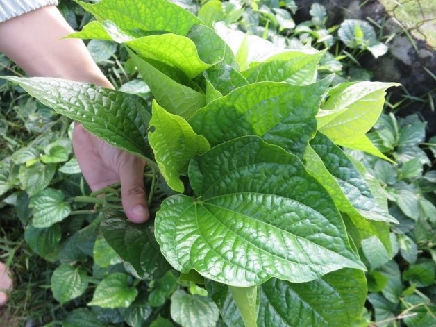 5 Cách trị đau lưng bằng lá lốt với 1 nắm lá trong tay giảm đau nhanh